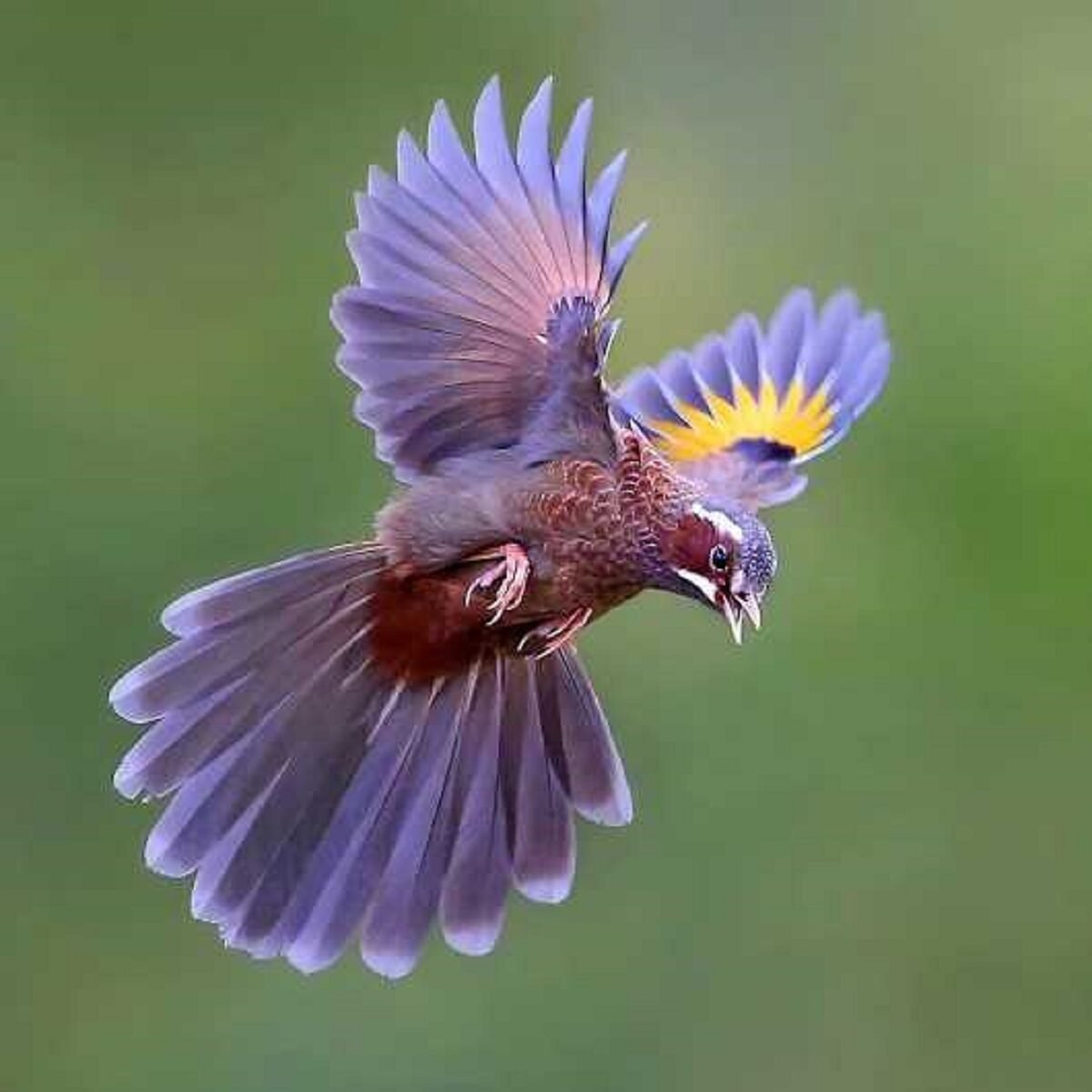 Красивая птица в полете