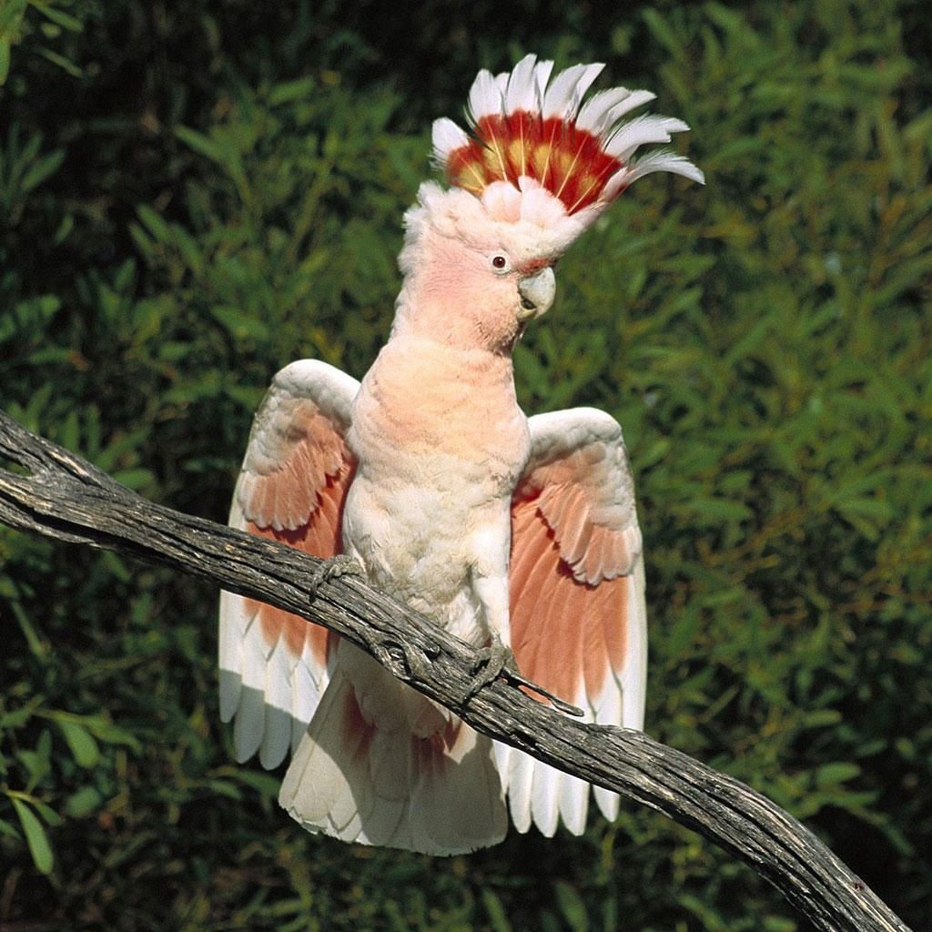 Попугай Какаду