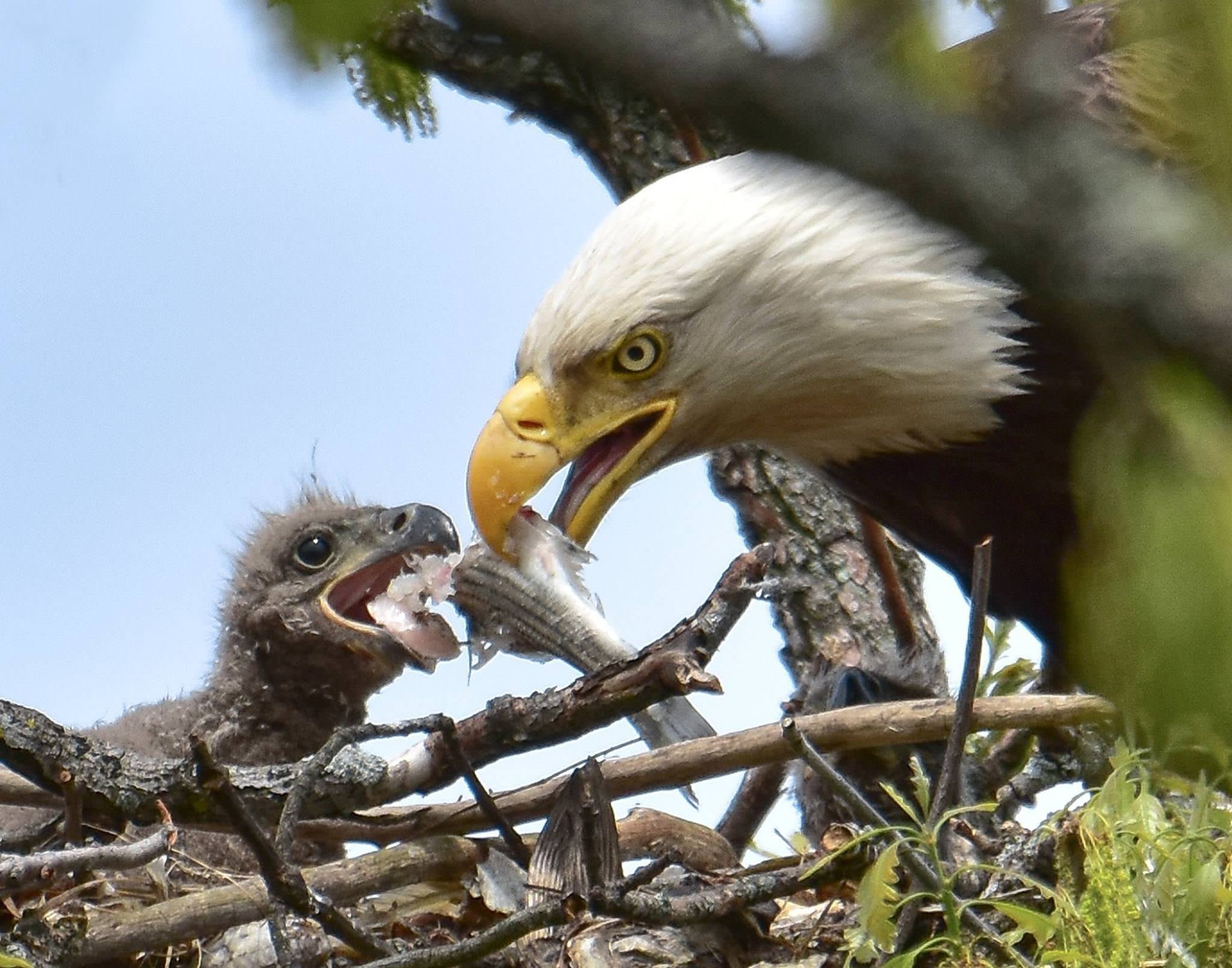 Плодовая орел. Белоголовый Орлан птенец. Гнездо белоголового орлана. Орленок птенец орла. Орел с Орлицей и птенцы.