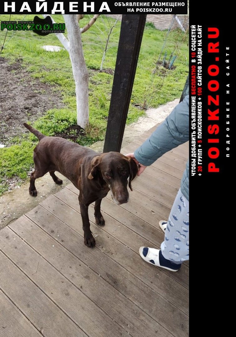 Баста собака порода