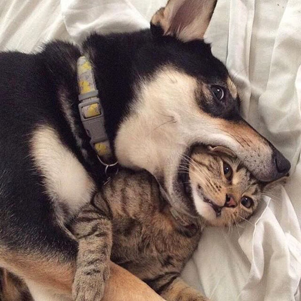 Брюнетка с собачкой