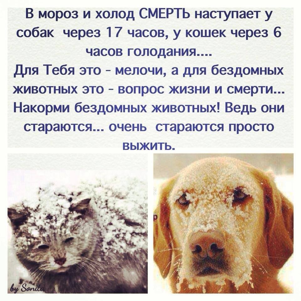 Собака в деловом костюме