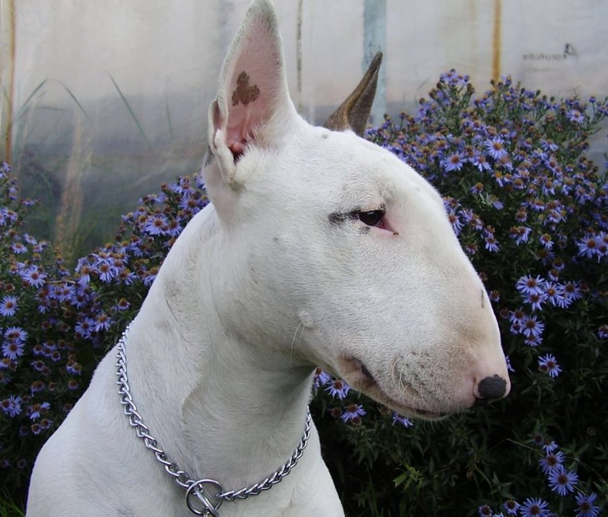 Милые щенки сохры