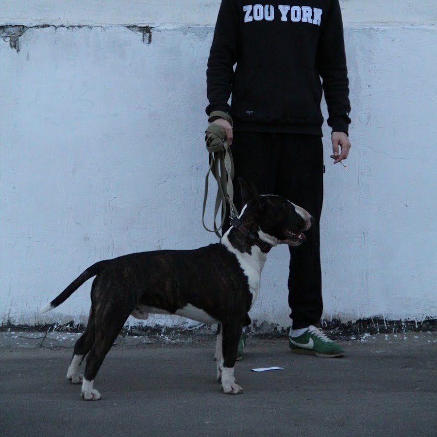 Доберман капюшоне Доберман