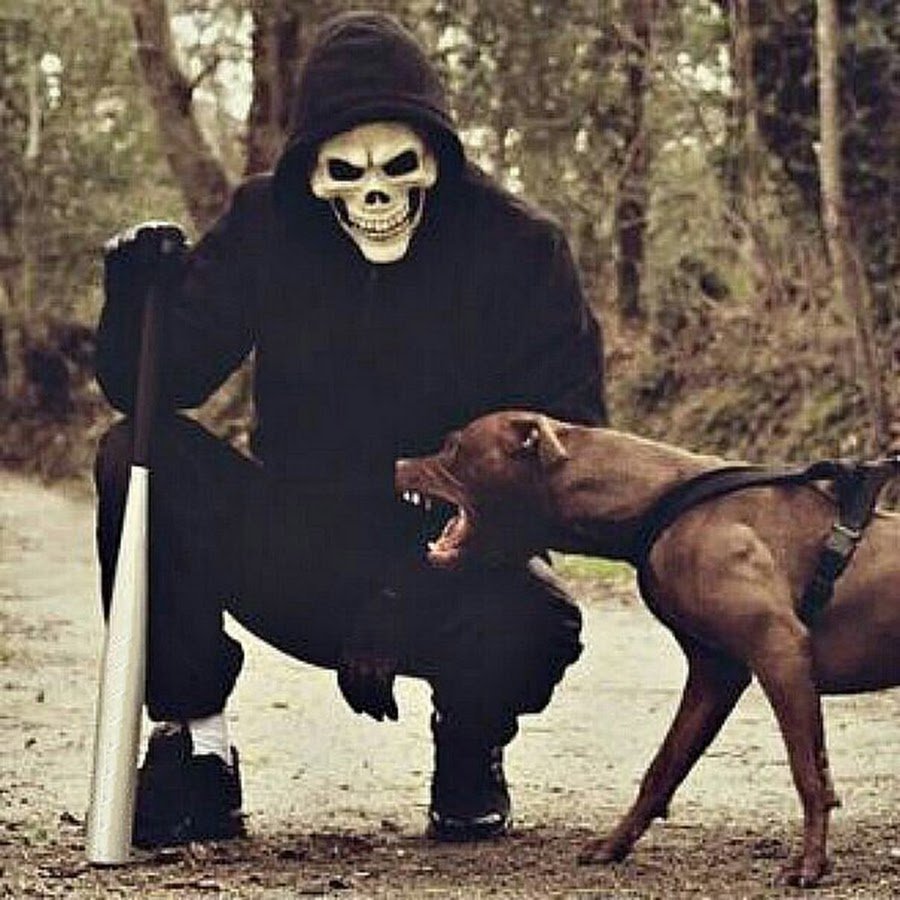 Псина в шапке