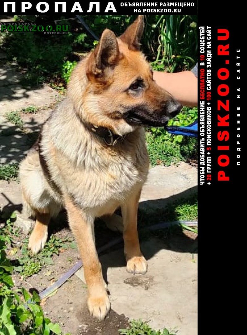 Доберман Эстетика