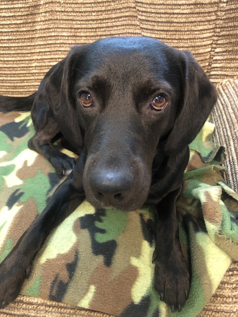 Баста плакат