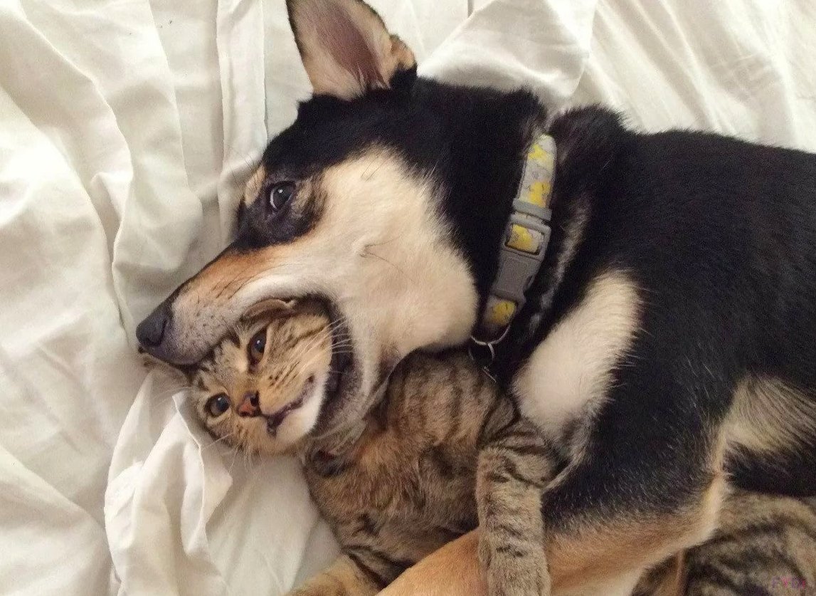 Заходи они не кусаются