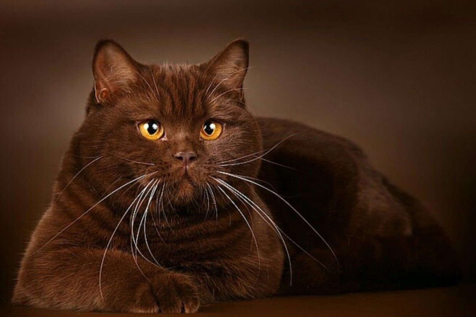 Британская кошка коричневая - 71 фото