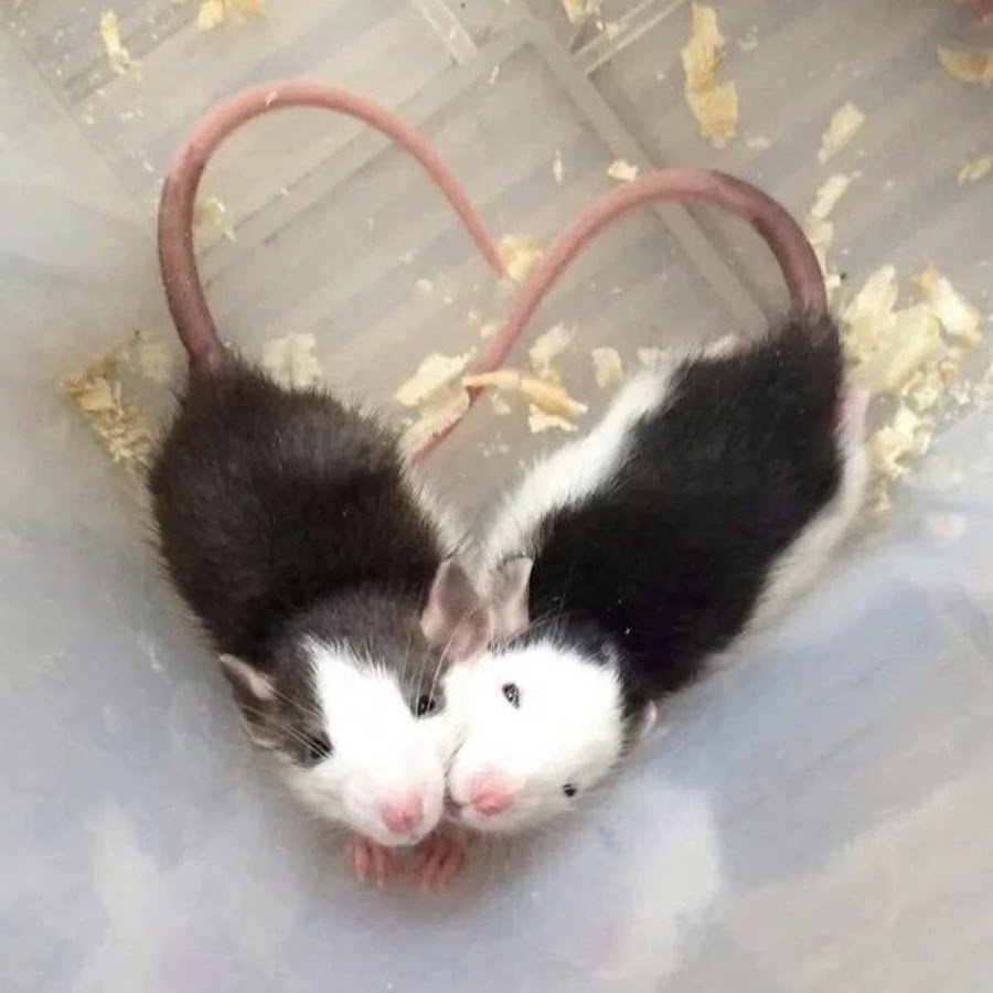 Сердечко из крыс