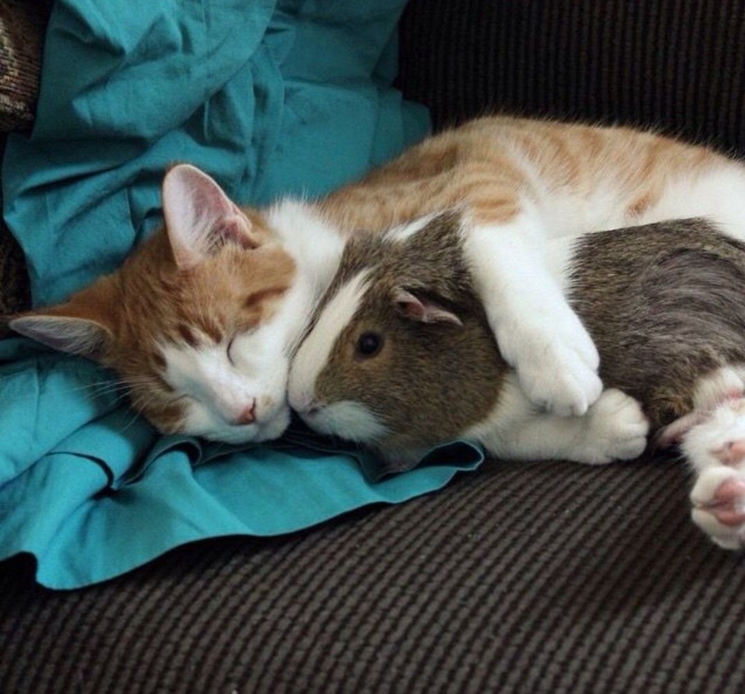 Животные спят