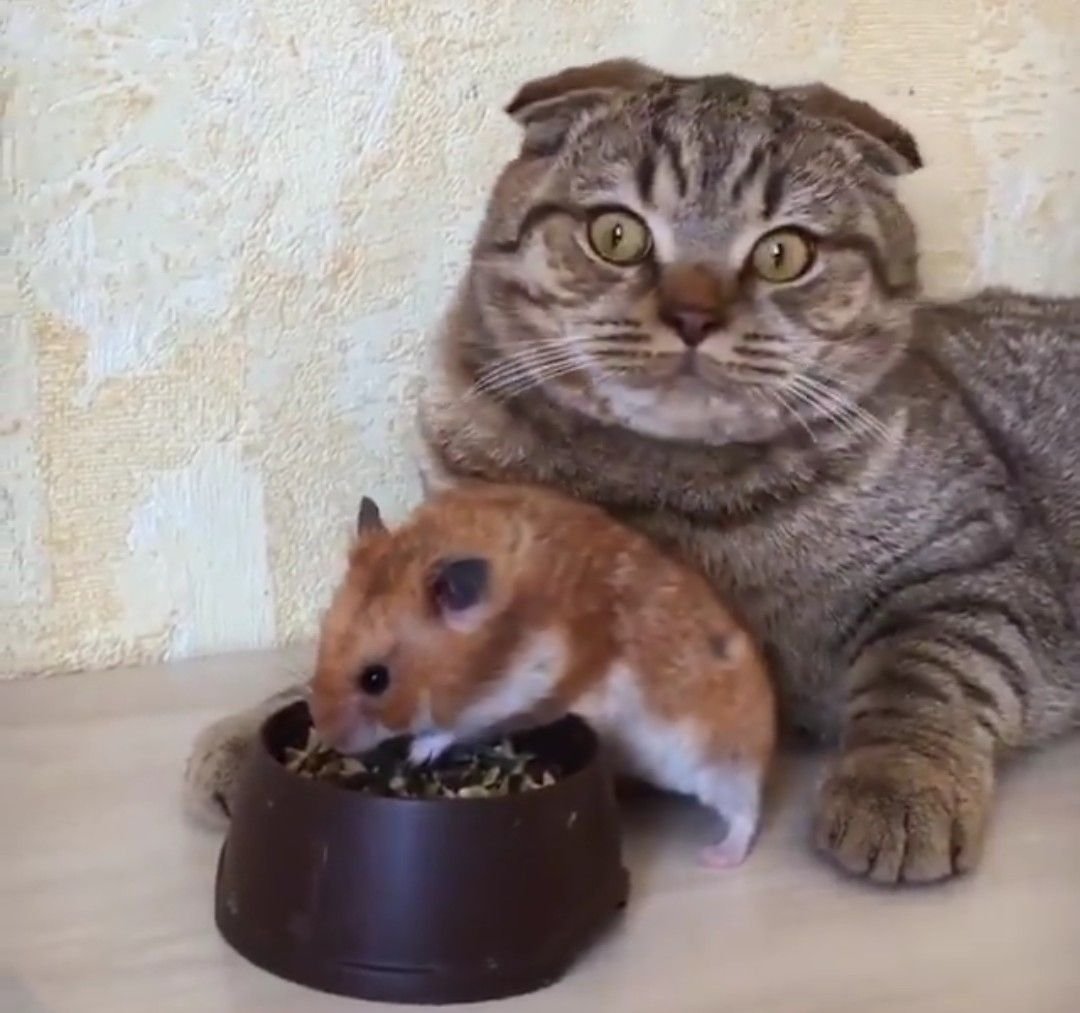 Дружба хомяков и котов