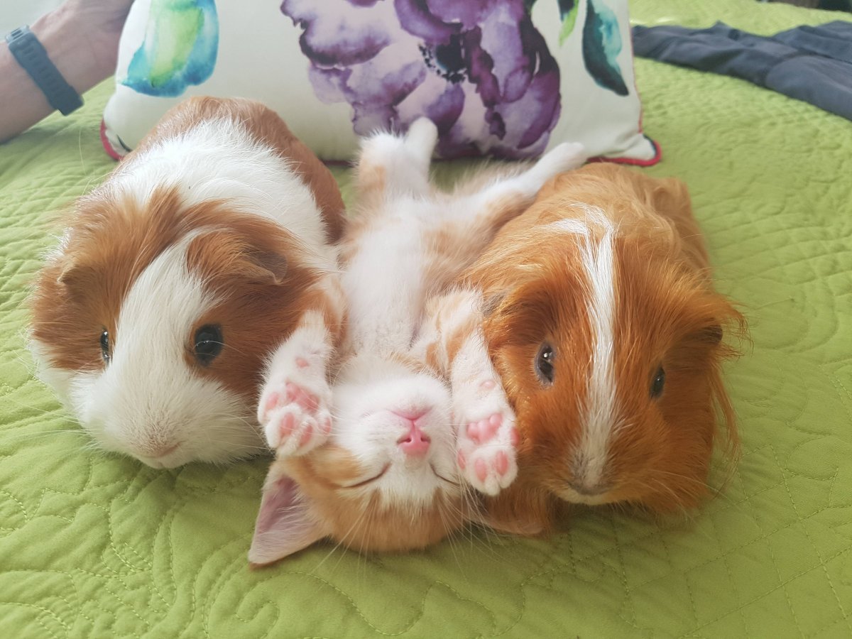 Котики хомячки собаки морские свинки кролики