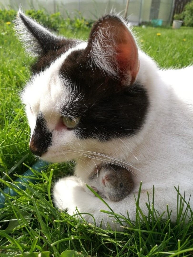 Милые котики и хомячки