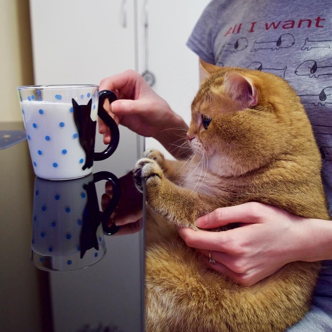 Толстый кот доброе утро