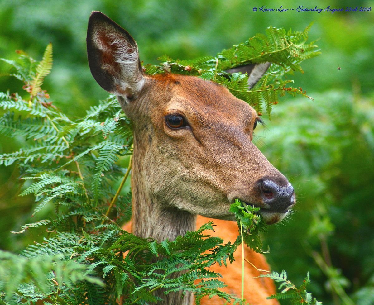 Животный мир Болгарии