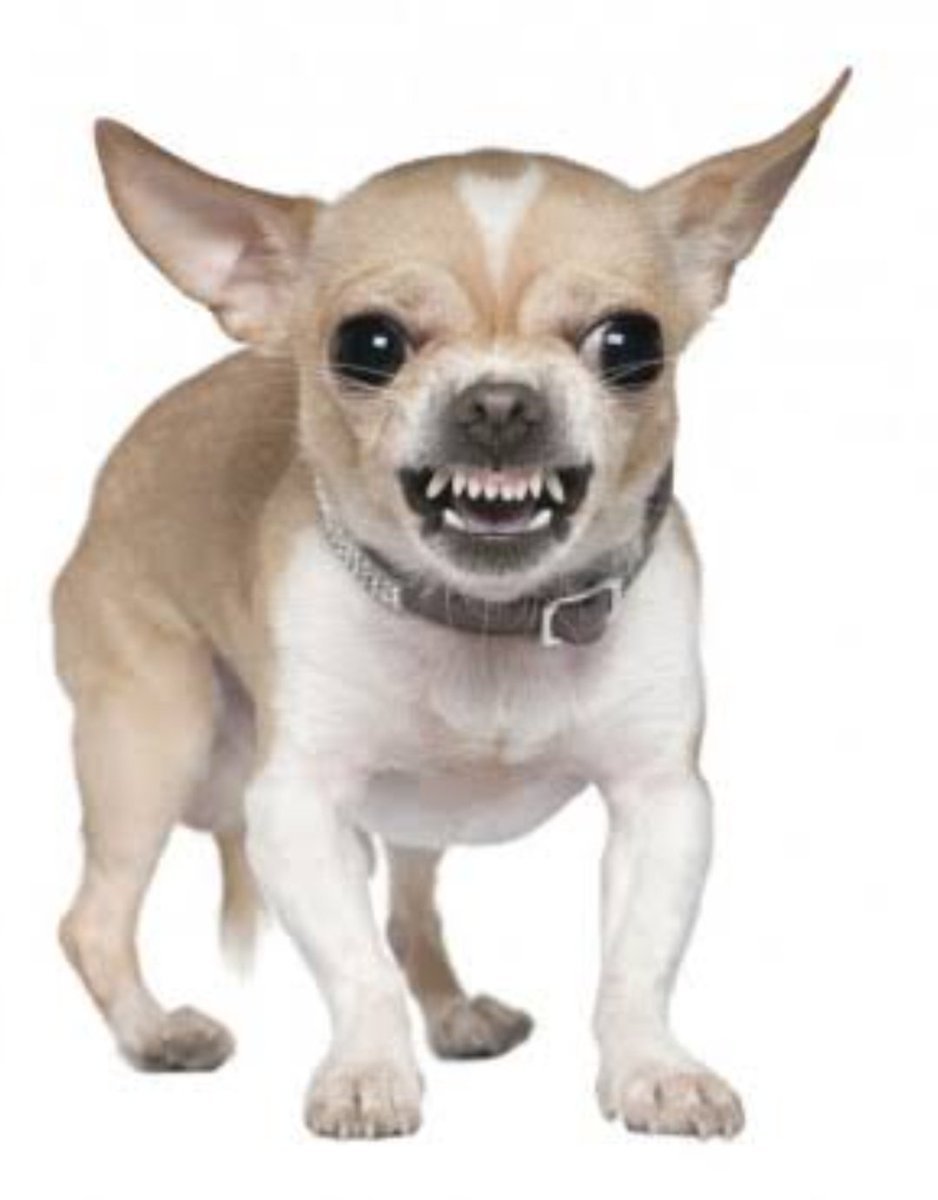 Карликовый чихуахуа