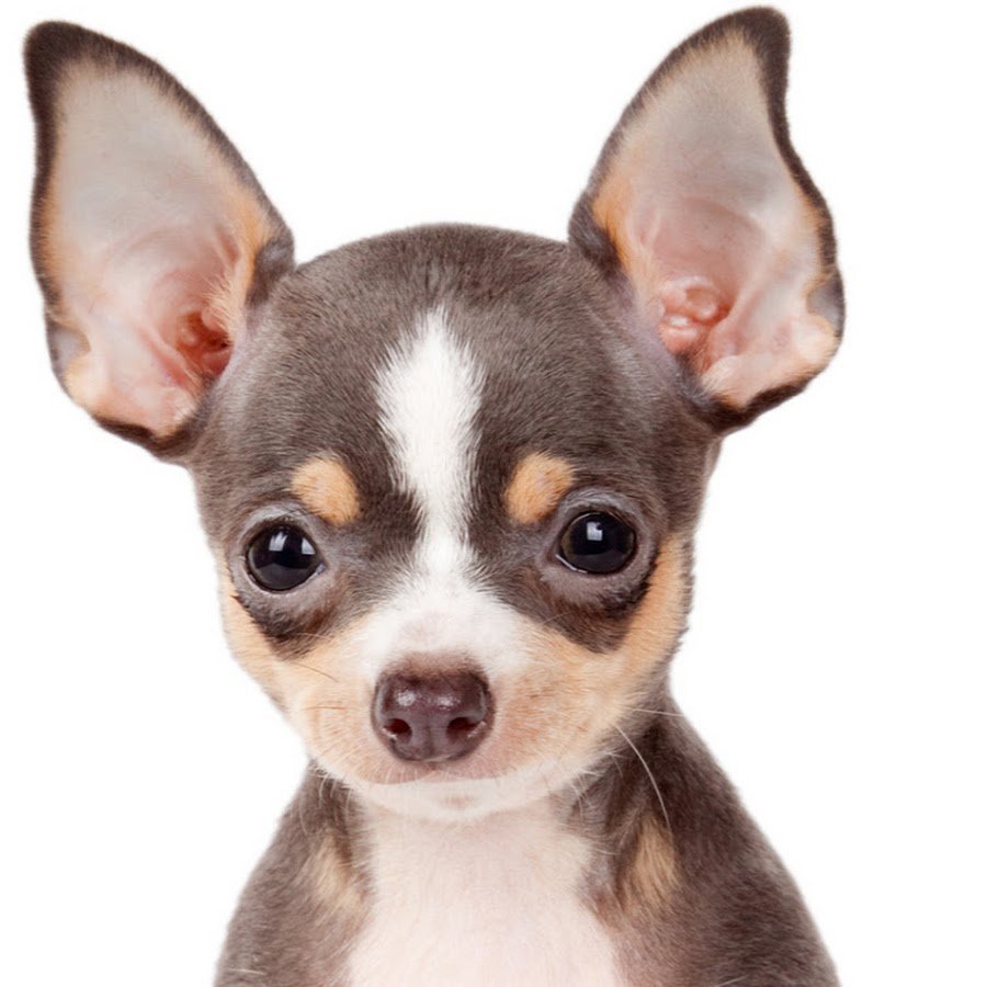 Порода собак Чивава Чивава