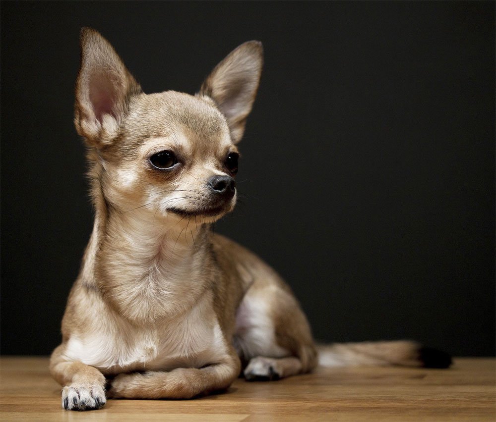 Чихуахуа короткошерстные злые