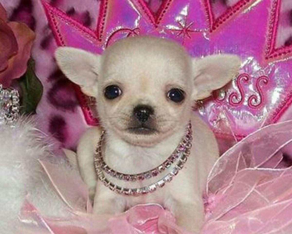 Девушка разводит щенков