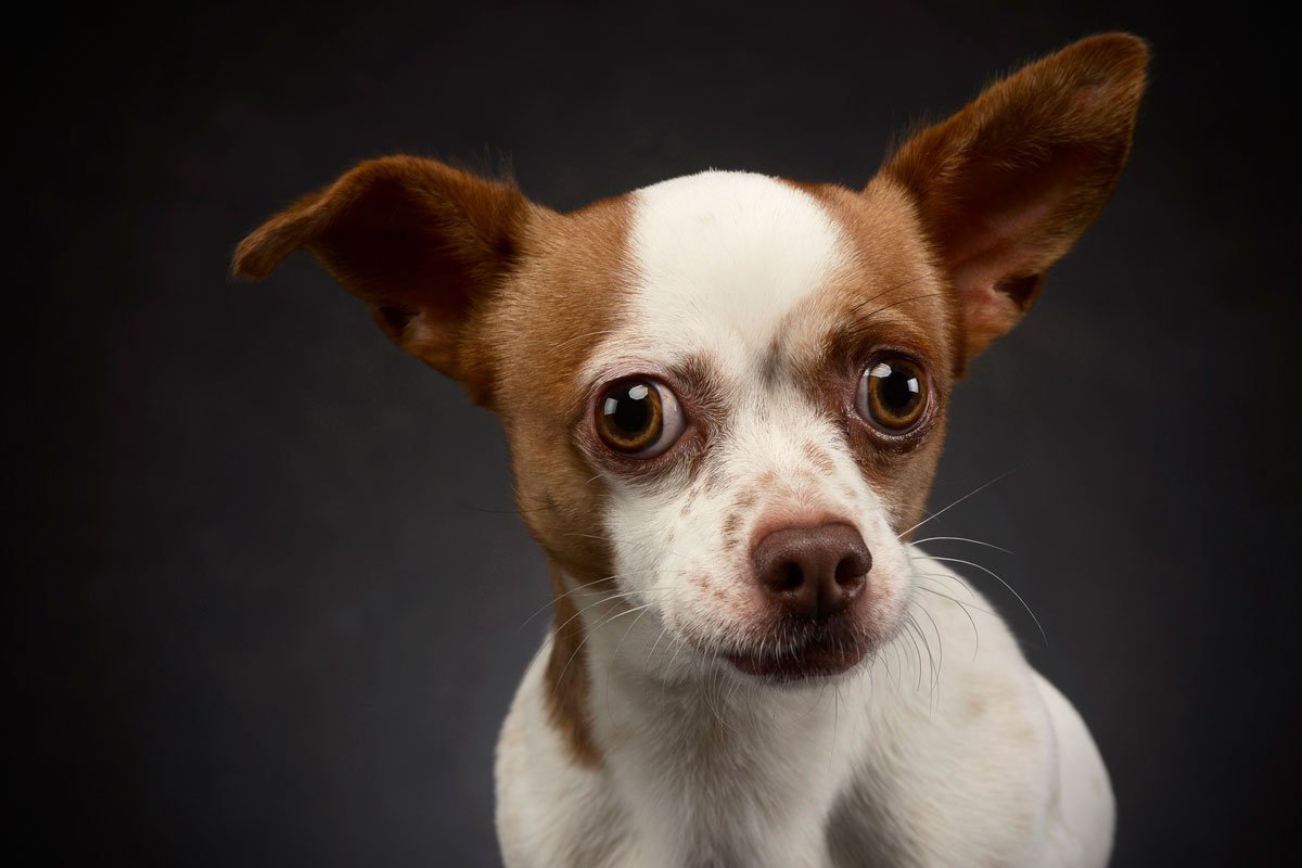 Чихуахуа Гир