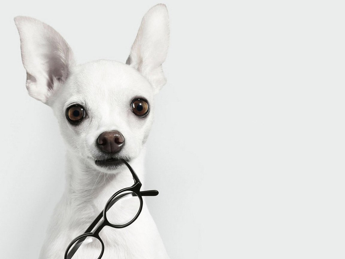 Чихуахуа лает