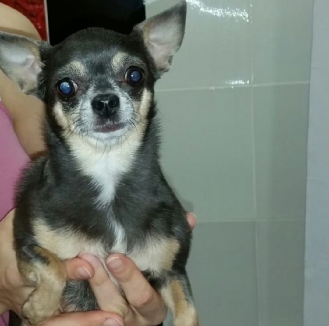 Чихуахуа Королева