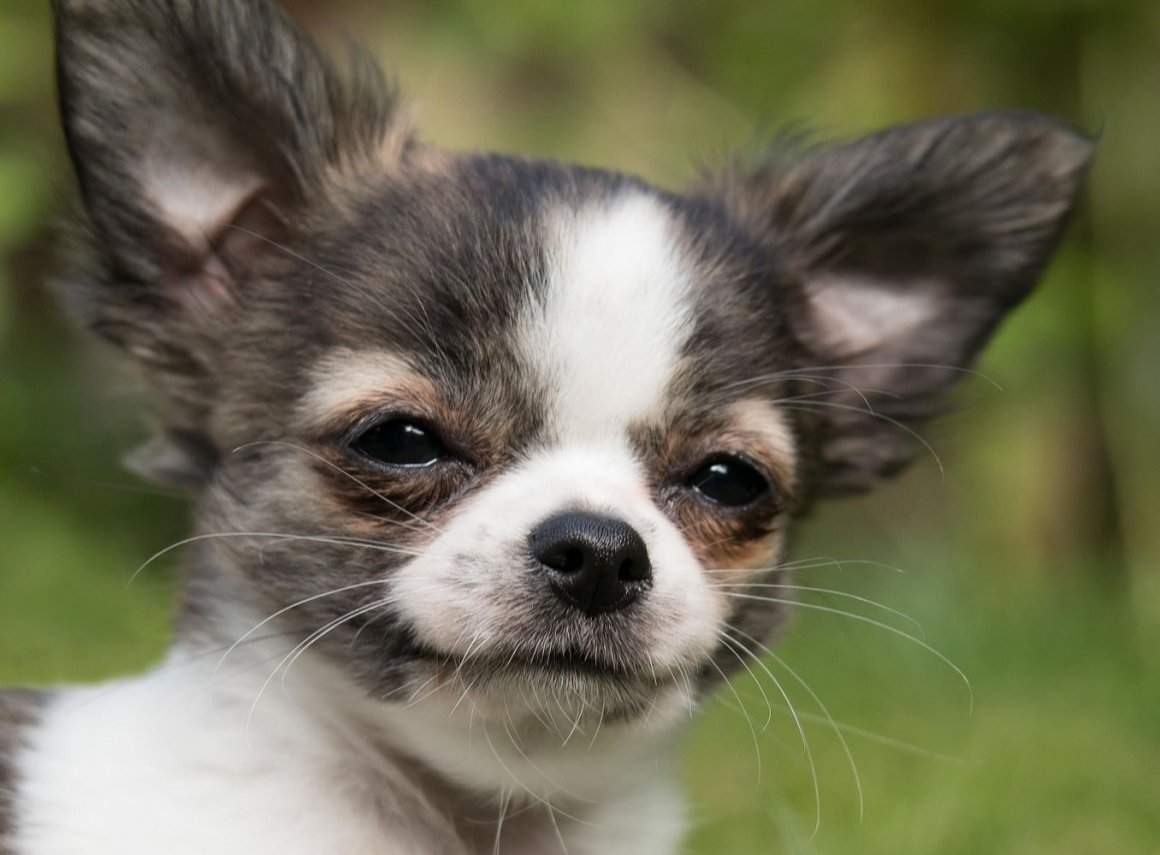 Французский бульдог Блу Тан