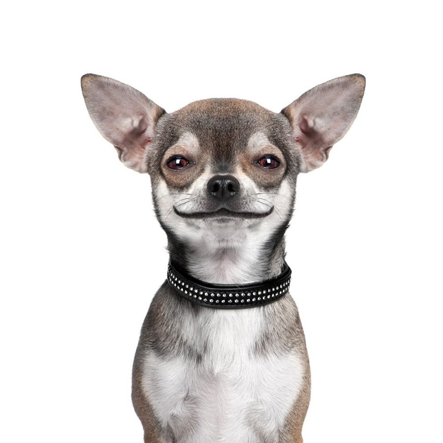 Злая чихуахуа