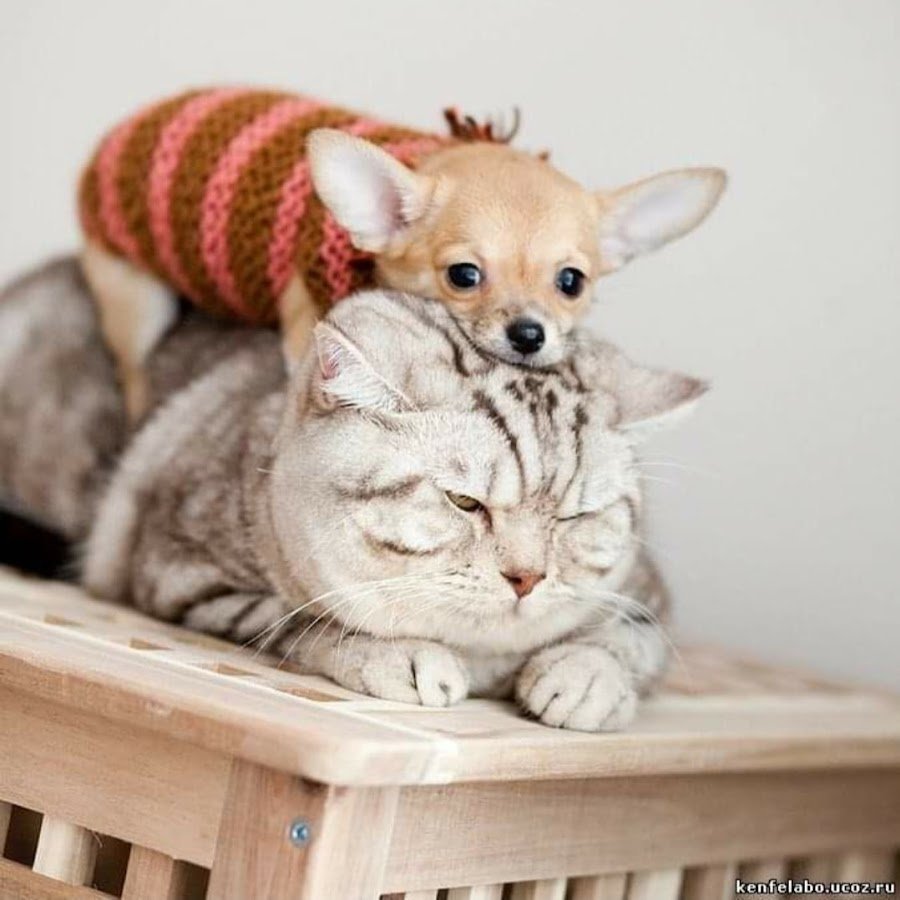 Милая собачка с сердечком