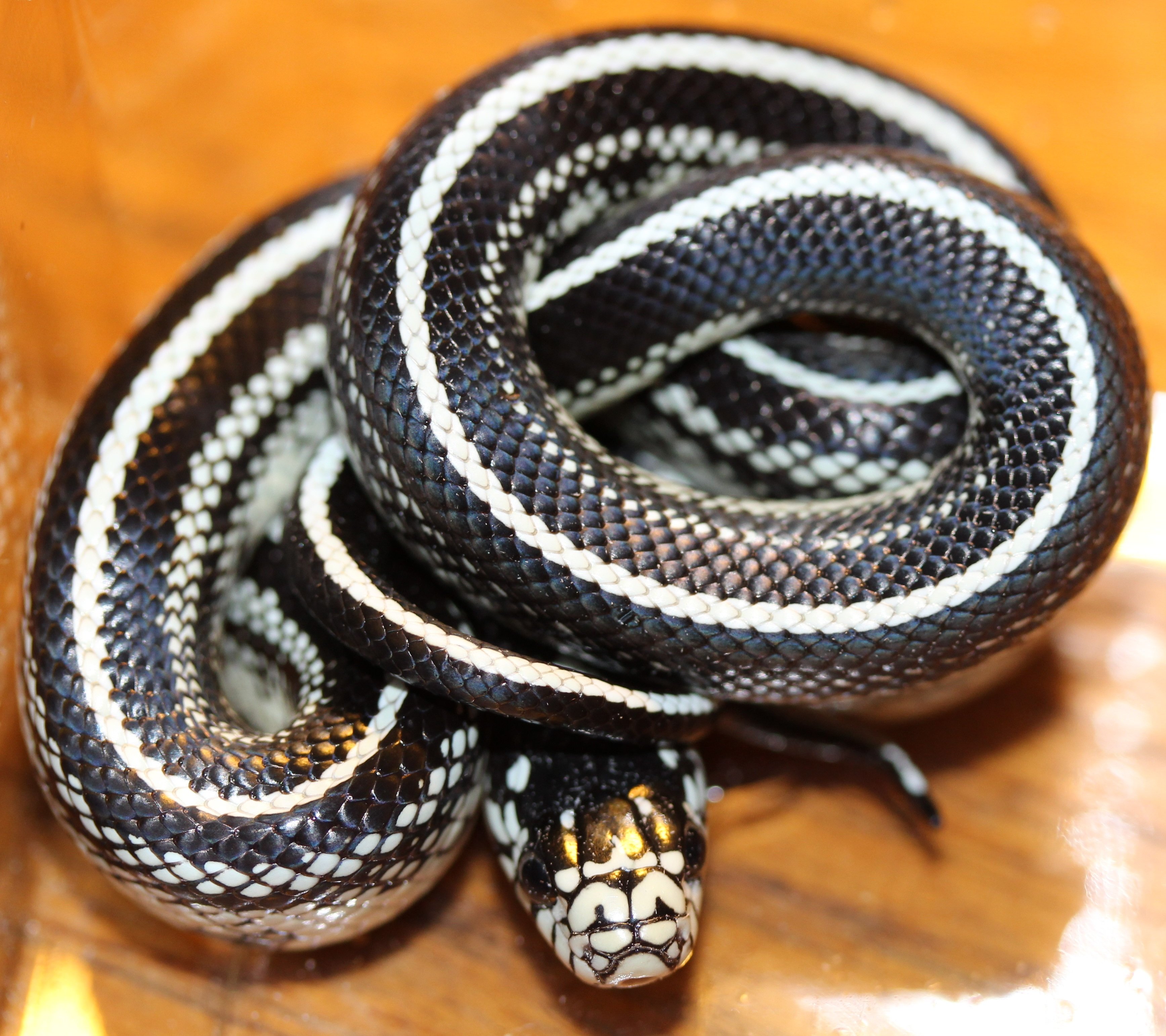 Змеи с полосками на спине. Красноголовый Крайт змея. Lampropeltis getula. Черный Крайт змея. Черный полоз змея.