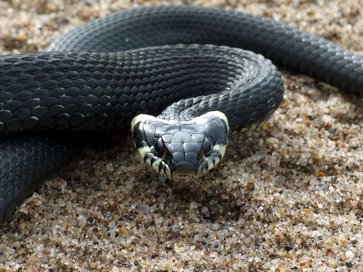 Гадюка серая с ромбиками
