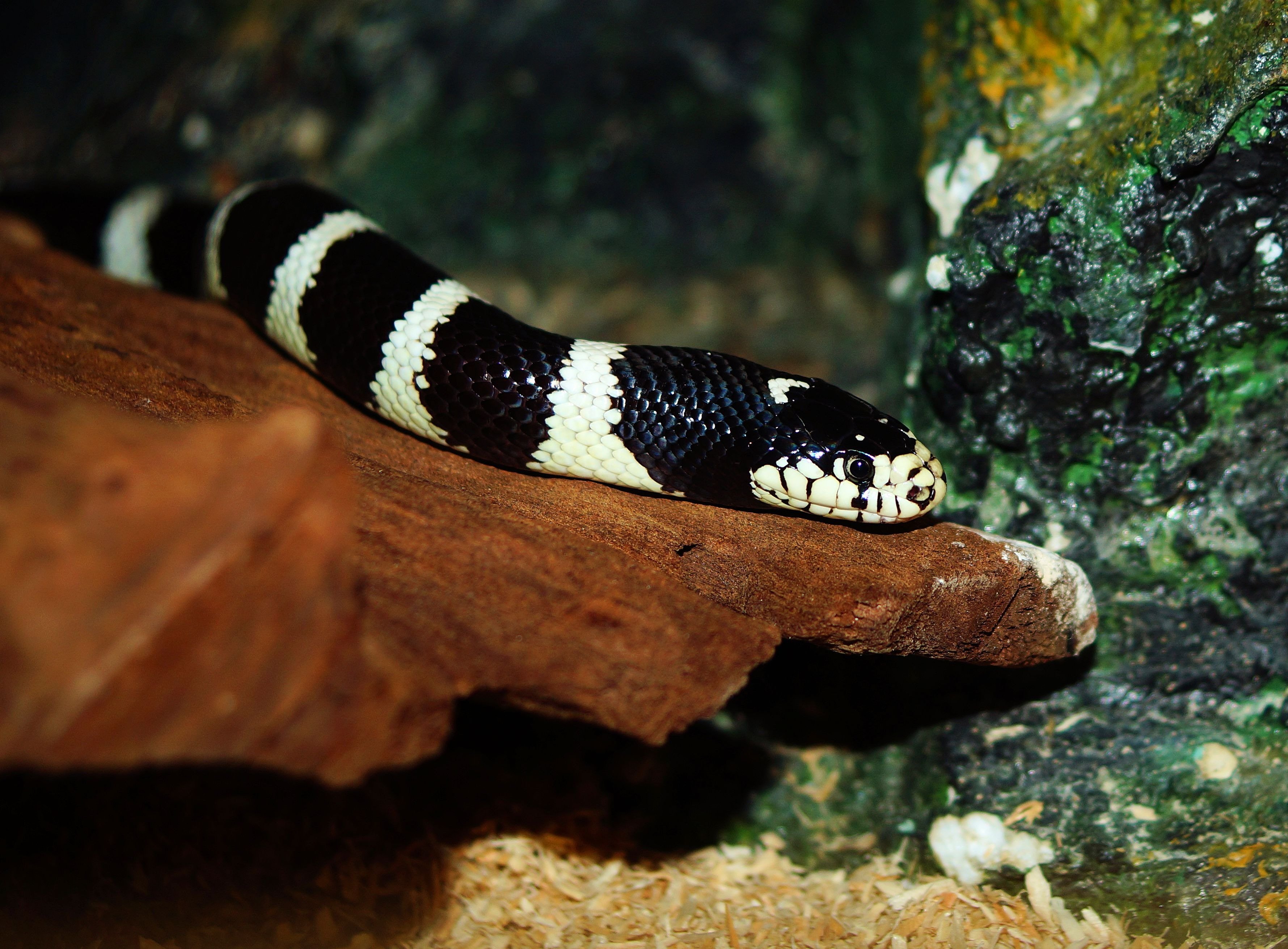 Змеи с полосками на спине. Lampropeltis getula. Змея черная с белыми полосками. Полосатая змея черно белая. Черно белая змея в полоску.