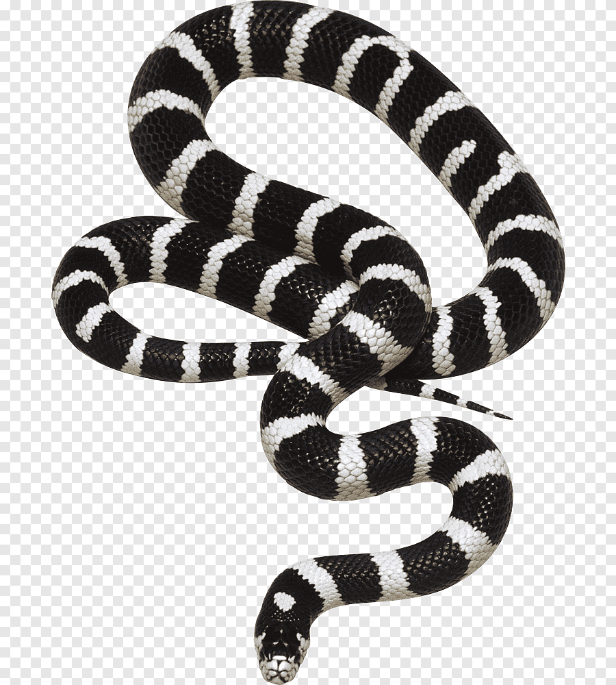 Полосатая змея