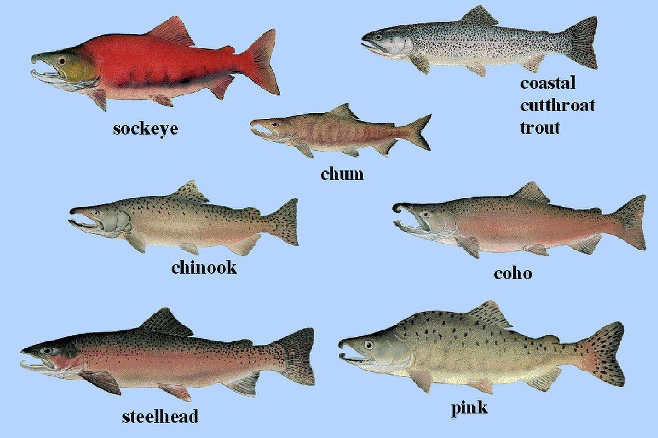 Породы красных рыб. Рыба семейства лососевых нерка. Горбуша семейство лососевых. Кижуч это семейство лососевых. Рыба лососевых пород чавыча.