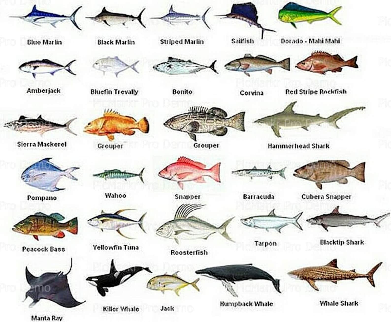 Про рыбу на английском. Рыбы с названиями для детей. Название рыб. Рыба съедобная названия. Морские рыбы.