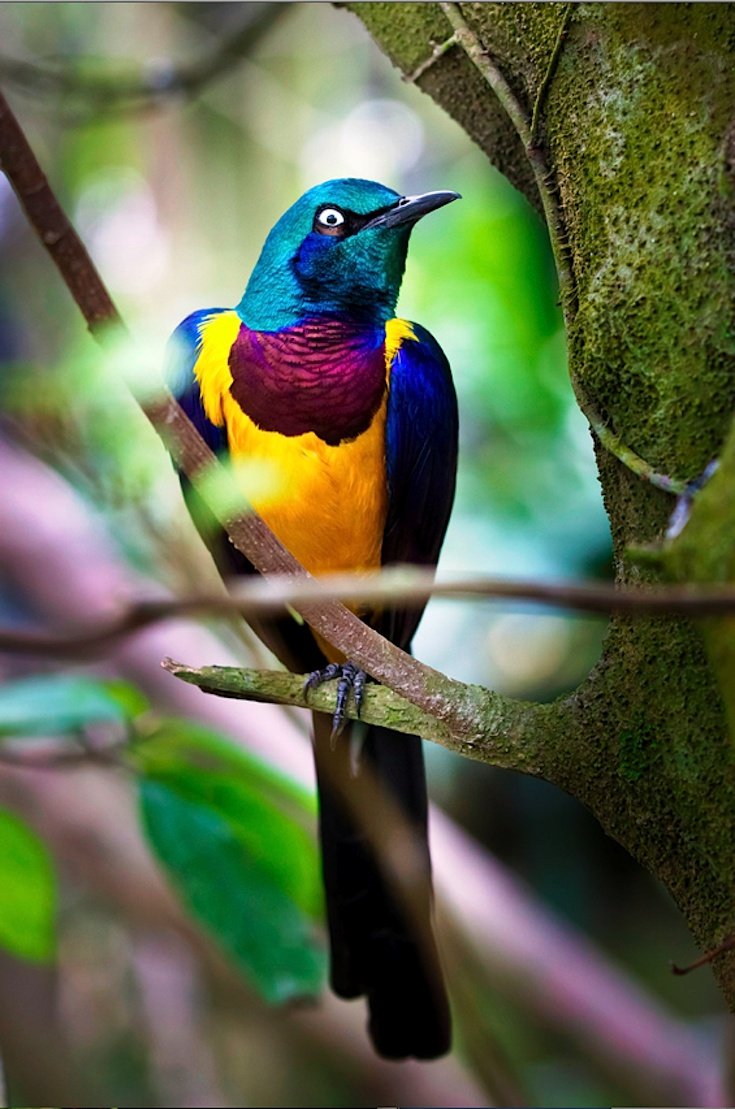 Серый бананоед