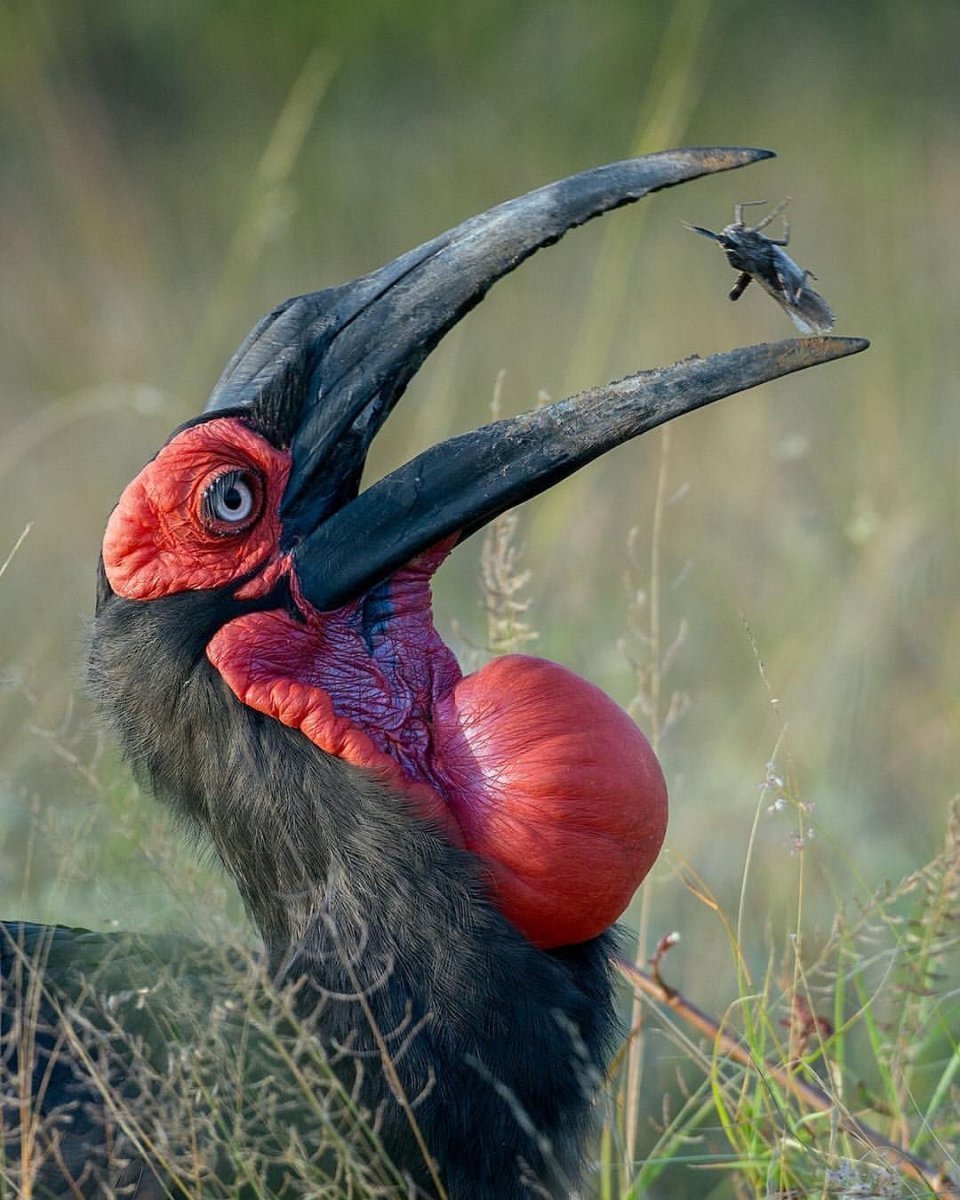 Рогатая птица