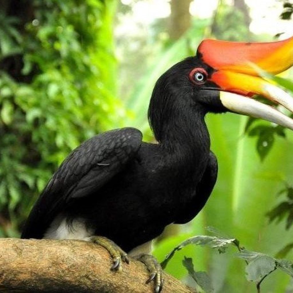 Малайский гомрай