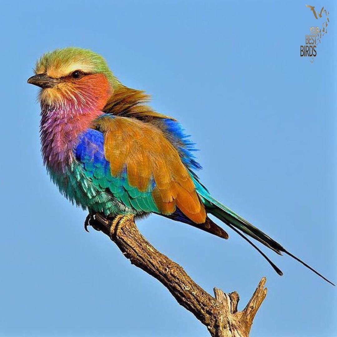 Птицы Южной Африки