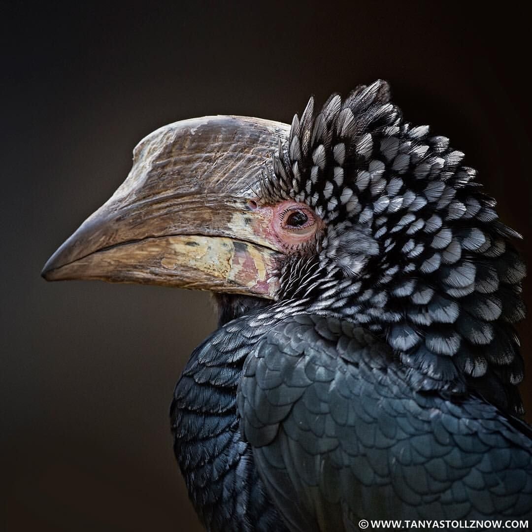 Национальный парк Серенгети птицы