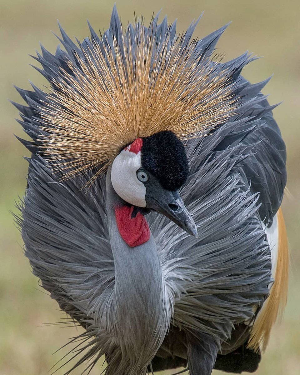 Африканские птицы