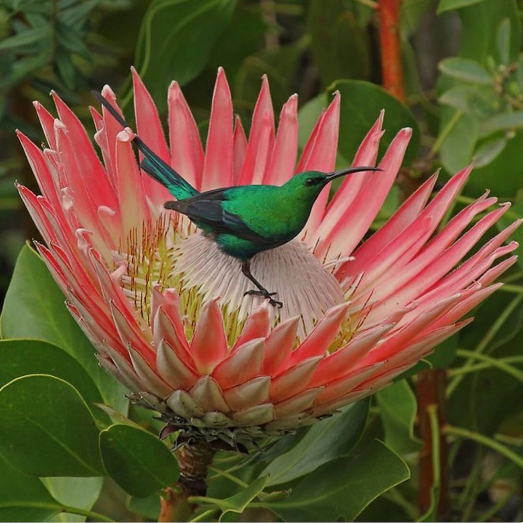 Птицы Масаи Мара