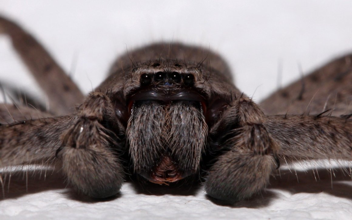 Паук-скакун Bagheera kiplingi