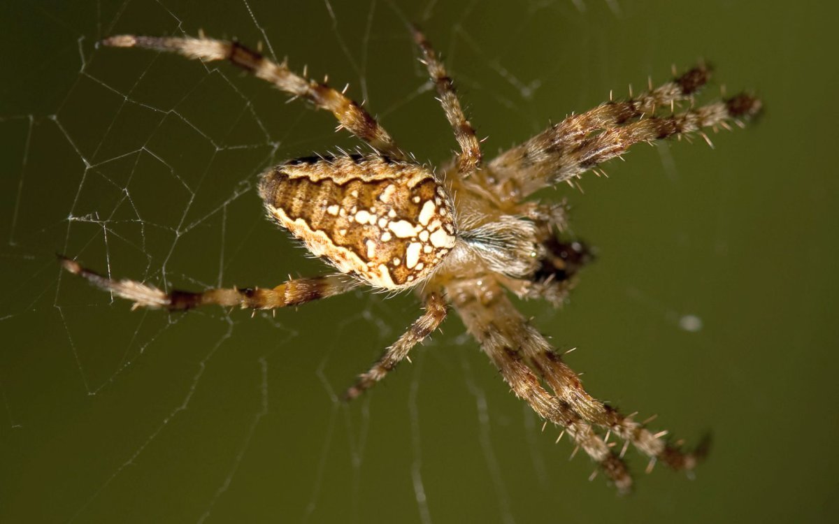 Паук Мизгирь крестовик