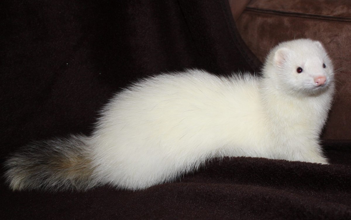 Хорьки домашние белые
