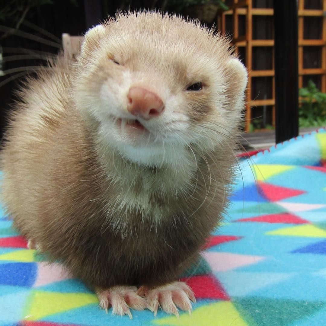 Хорек ангора