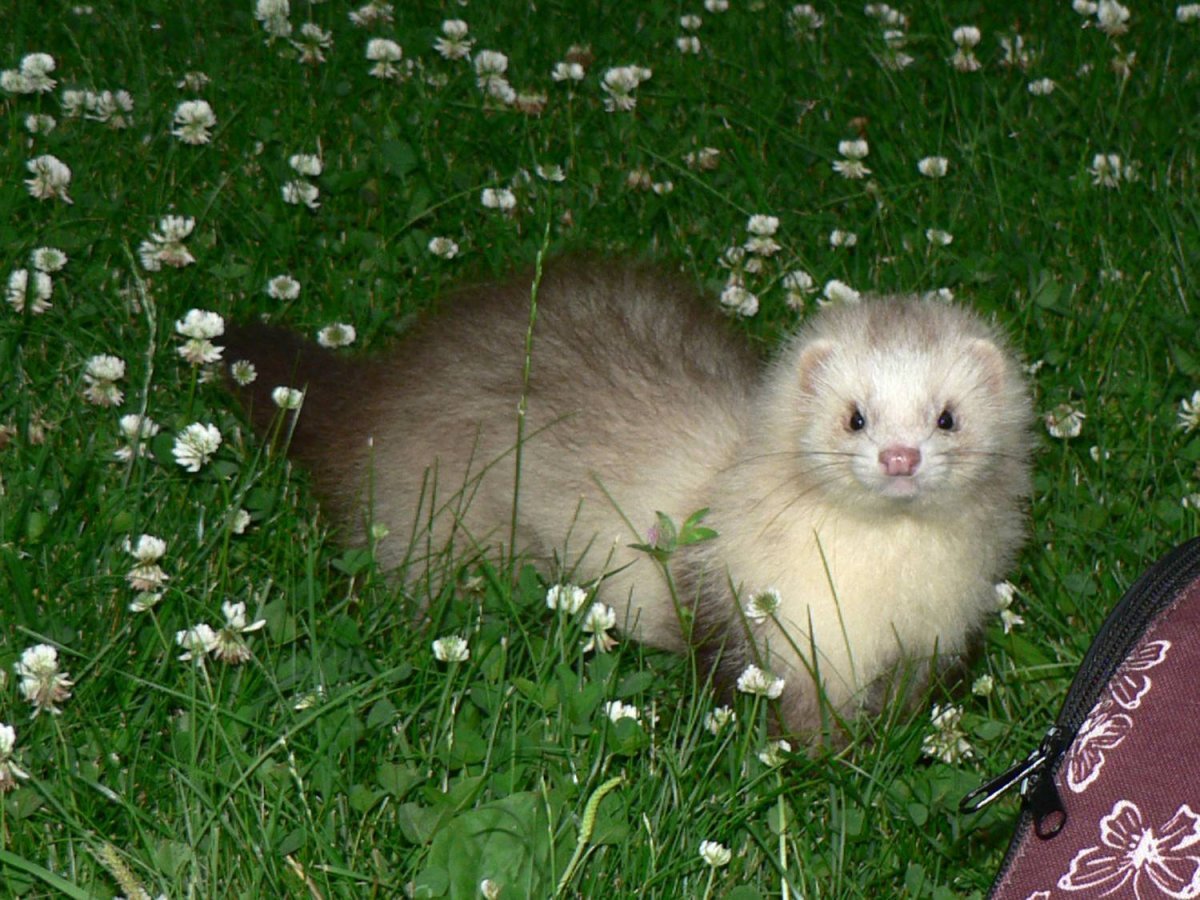 Хорек полевой в огороде