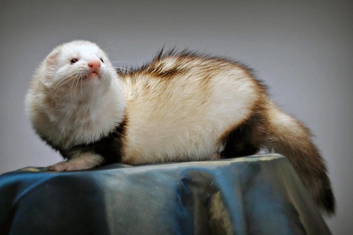 Декоративный хорек фретка