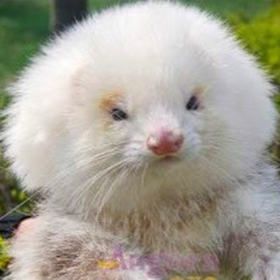 Стероидный хорек пудель